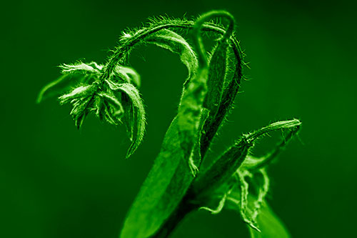 Slouching Hairy Stemmed Weed Plant (Green Shade Photo)