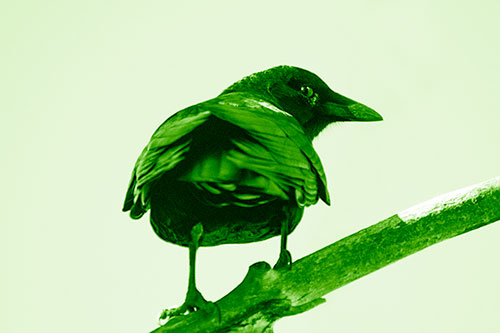 Sly Eyed Crow Glances Backward Among Tree Branch (Green Shade Photo)