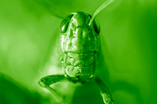 Smiling Grasshopper Enjoying Sunshine (Green Shade Photo)