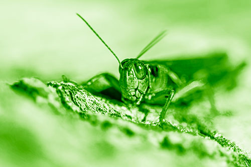 Smiling Grasshopper Grabbing Ahold Tree Stump (Green Shade Photo)