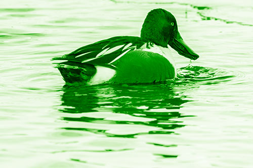 Smiling Northern Shoveler Duck Swimming Calm River Water (Green Shade Photo)