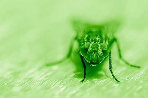 Smirking Open Mouthed Cluster Fly Watching Closely (Green Shade)