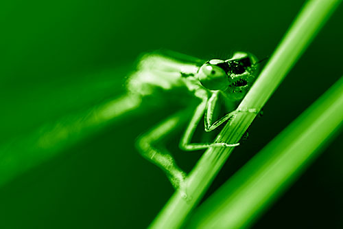 Snarling Dragonfly Hangs Onto Grass Blade (Green Shade Photo)