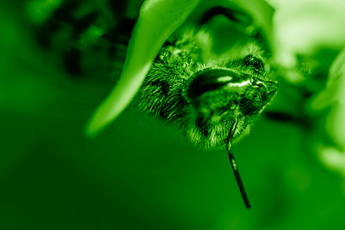 Snarling Honey Bee Clinging Flower Petal (Green Shade Photo)