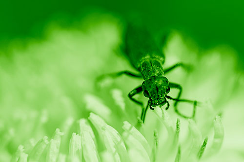 Snarling Oedemera Beetle Eating Dandelion Pollen (Green Shade)