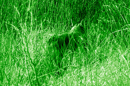 Sneaking Coyote Hunting Through Trees (Green Shade Photo)