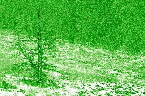 Snow Covers Dead Christmas Tree (Green Shade Photo)