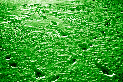 Snow Footprint Trails Crossing Paths (Green Shade Photo)