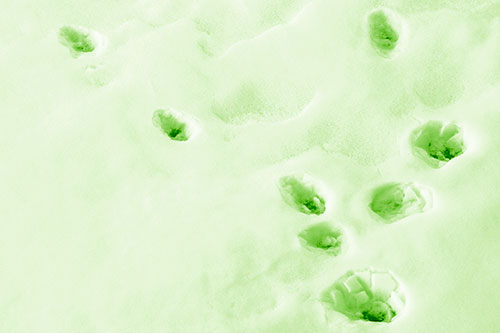 Snowy Animal Footprints Changing Direction (Green Shade Photo)