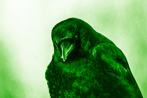 Snowy Beaked Crow Hunched Over (Green Shade Photo)