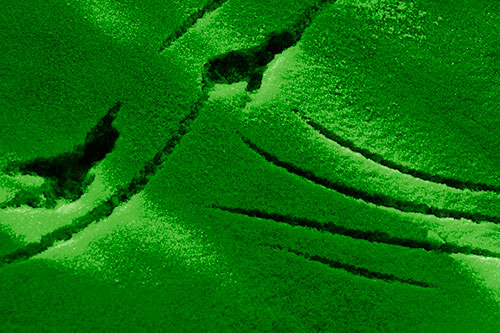 Snowy Bird Footprint Claw Marks (Green Shade Photo)