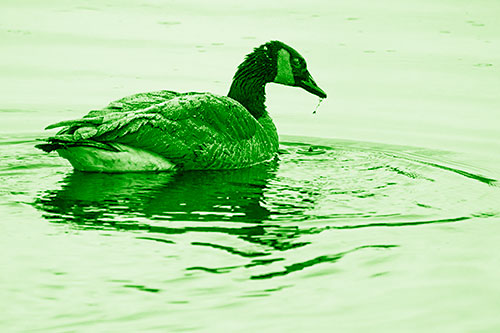 Snowy Canadian Goose Dripping Water Off Beak (Green Shade Photo)