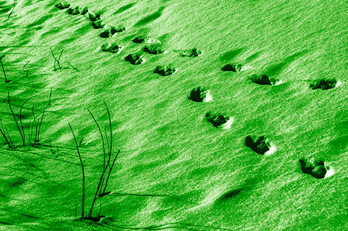 Snowy Footprints Along Dead Branches (Green Shade Photo)