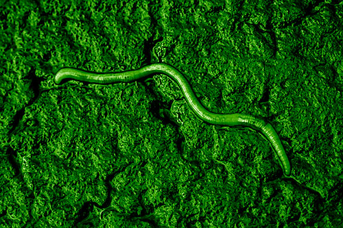 Soaked Earthworm Wiggles Across Wet Pavement (Green Shade)