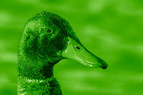 Soaked Male Mallard Duck Watching Among Lake (Green Shade)