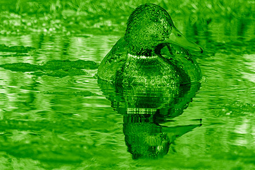 Soaked Mallard Duck Casts Pond Water Reflection (Green Shade Photo)