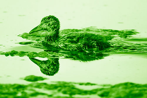 Soaked Mallard Duckling Swimming Past Algae (Green Shade)