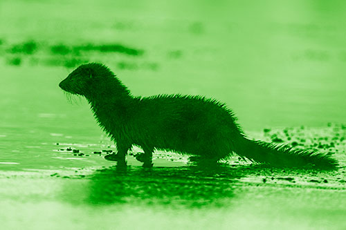 Soaked Mink Contemplates Swimming Across River (Green Shade Photo)