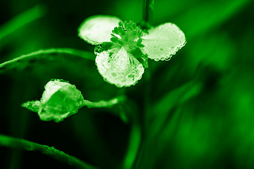 Soaking Wet Frogbit Flower Dew (Green Shade Photo)