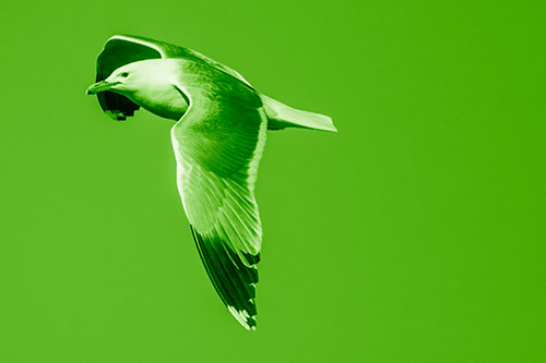 Soaring Seagull Circling Above Lake (Green Shade)