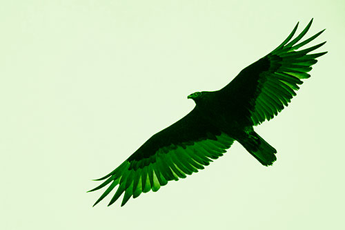 Soaring Turkey Vulture Flying Among Sky (Green Shade Photo)