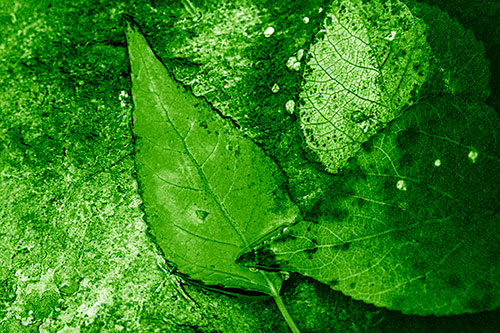 Soggy Cannibal Leaf Face Chewing Another Leaf (Green Shade)
