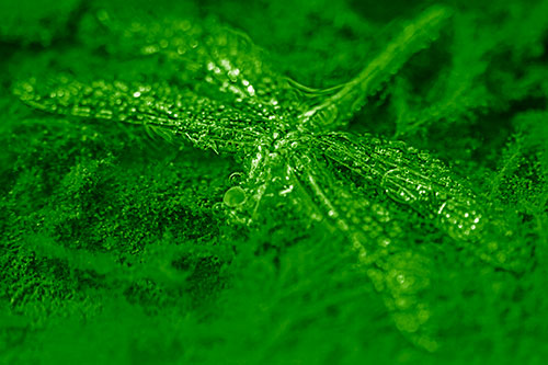 Soggy Dead Dragonfly Floating Atop Algae (Green Shade Photo)