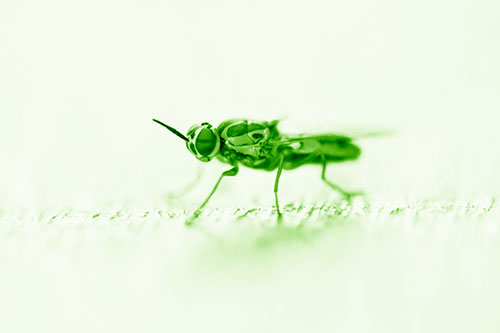 Soldier Fly Standing Still Among Light (Green Shade)