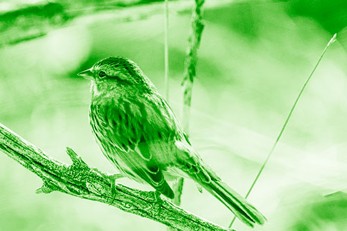 Song Sparrow Overlooking Water Pond (Green Shade Photo)