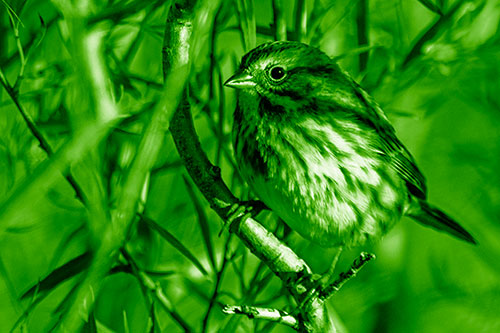 Song Sparrow Perched Along Curvy Tree Branch (Green Shade)
