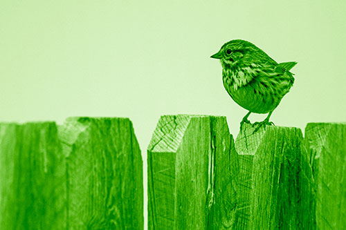 Song Sparrow Standing Atop Wooden Fence (Green Shade Photo)