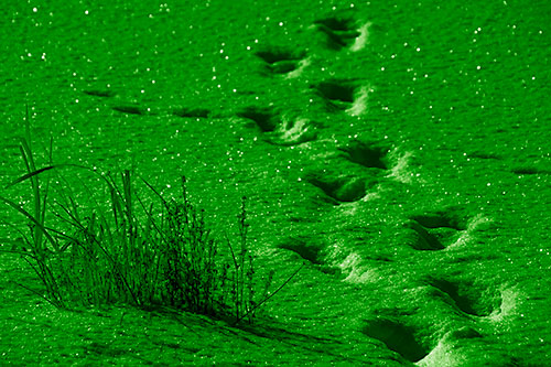 Sparkling Snow Footprints Across Frozen Lake (Green Shade Photo)