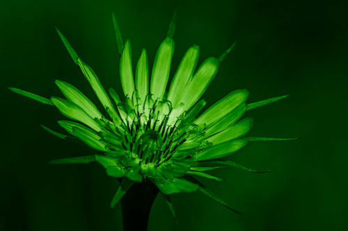 Spiky Salsify Flower Gathering Sunshine (Green Shade Photo)