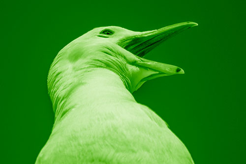 Squawking Seagull Calling Out To Others (Green Shade)