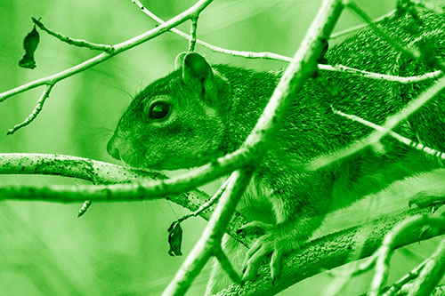 Squirrel Climbing Down From Tree Branches (Green Shade Photo)