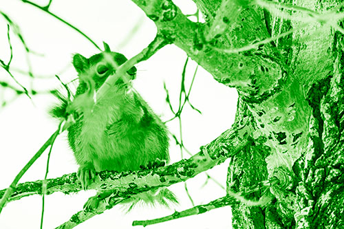 Squirrel Grabbing Chest Atop Two Tree Branches (Green Shade Photo)