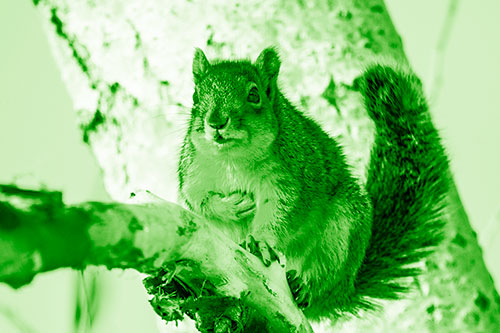 Squirrel Grasping Chest Atop Thick Tree Branch (Green Shade Photo)