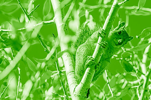 Squirrel Gripping Ahold Of Tree Branch (Green Shade)
