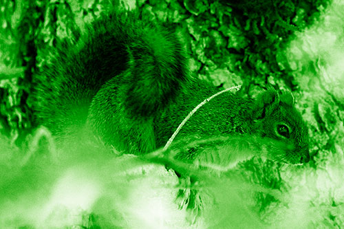 Squirrel Hiding Behind Tree Branches (Green Shade Photo)