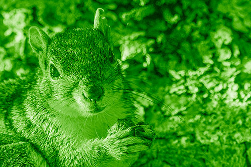 Squirrel Holding Food Atop Tree Branch (Green Shade)