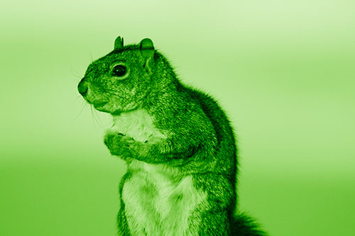 Squirrel Holding Food Tightly Amongst Chest (Green Shade Photo)