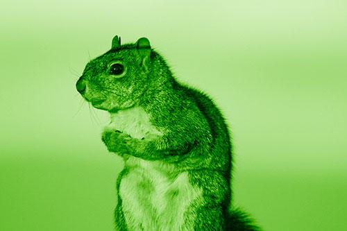Squirrel Holding Food Tightly Amongst Chest (Green Shade)
