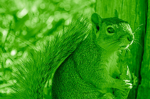 Squirrel Holding Watermelon Slice Glancing Sideways (Green Shade)
