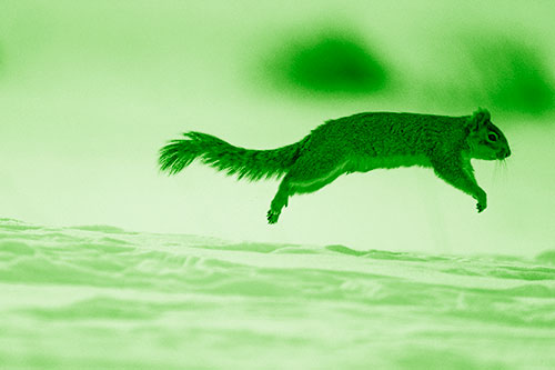 Squirrel Leap Flying Across Snow (Green Shade Photo)