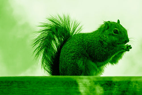 Squirrel Nibbles Breakfast Atop Concrete Skatepark (Green Shade)