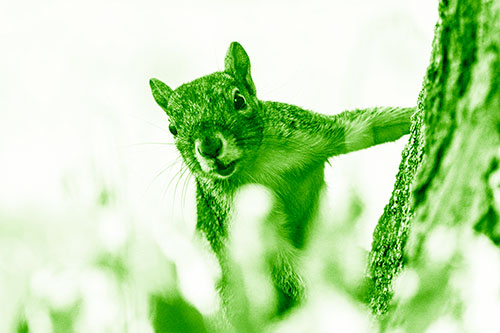 Squirrel Peeks Around Tree Base (Green Shade Photo)