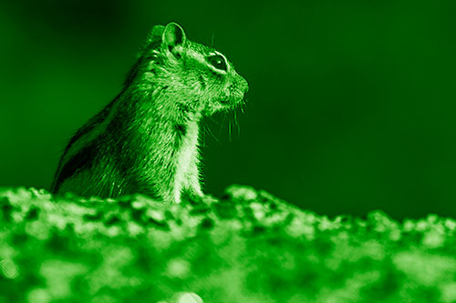 Squirrel Piques Distant Interest (Green Shade Photo)
