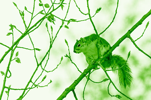 Squirrel Sits Among Sprouting Tree Branches (Green Shade)