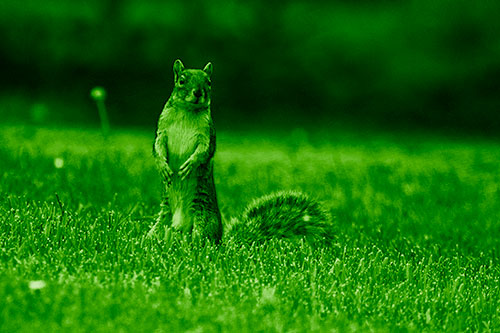 Squirrel Standing Atop Fresh Cut Grass On Hind Legs (Green Shade Photo)