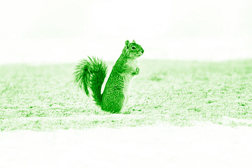 Squirrel Standing On Snowy Patch Of Grass (Green Shade Photo)
